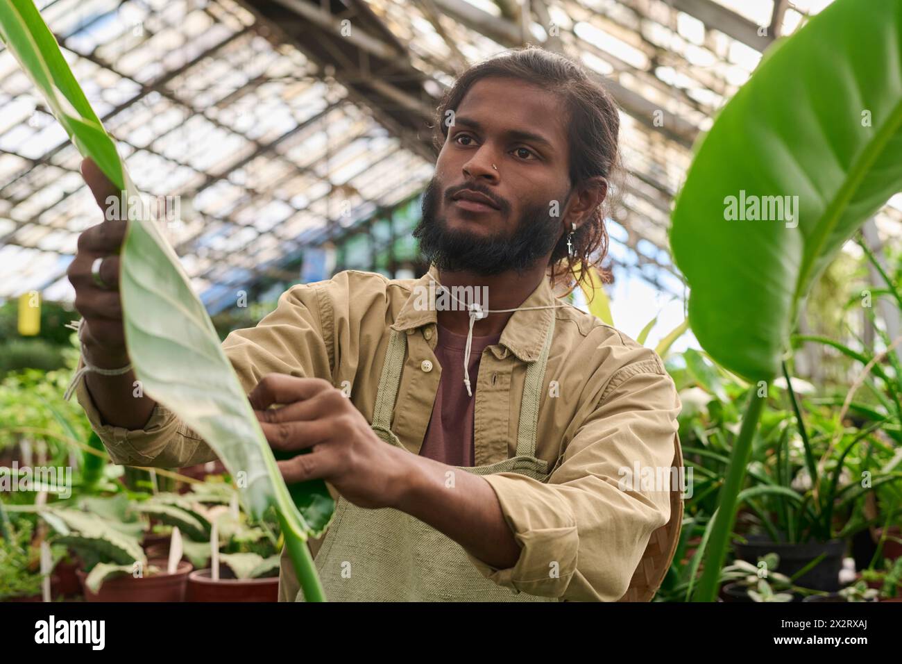 Serious farmer examining banana leaves in greenhouse Stock Photo