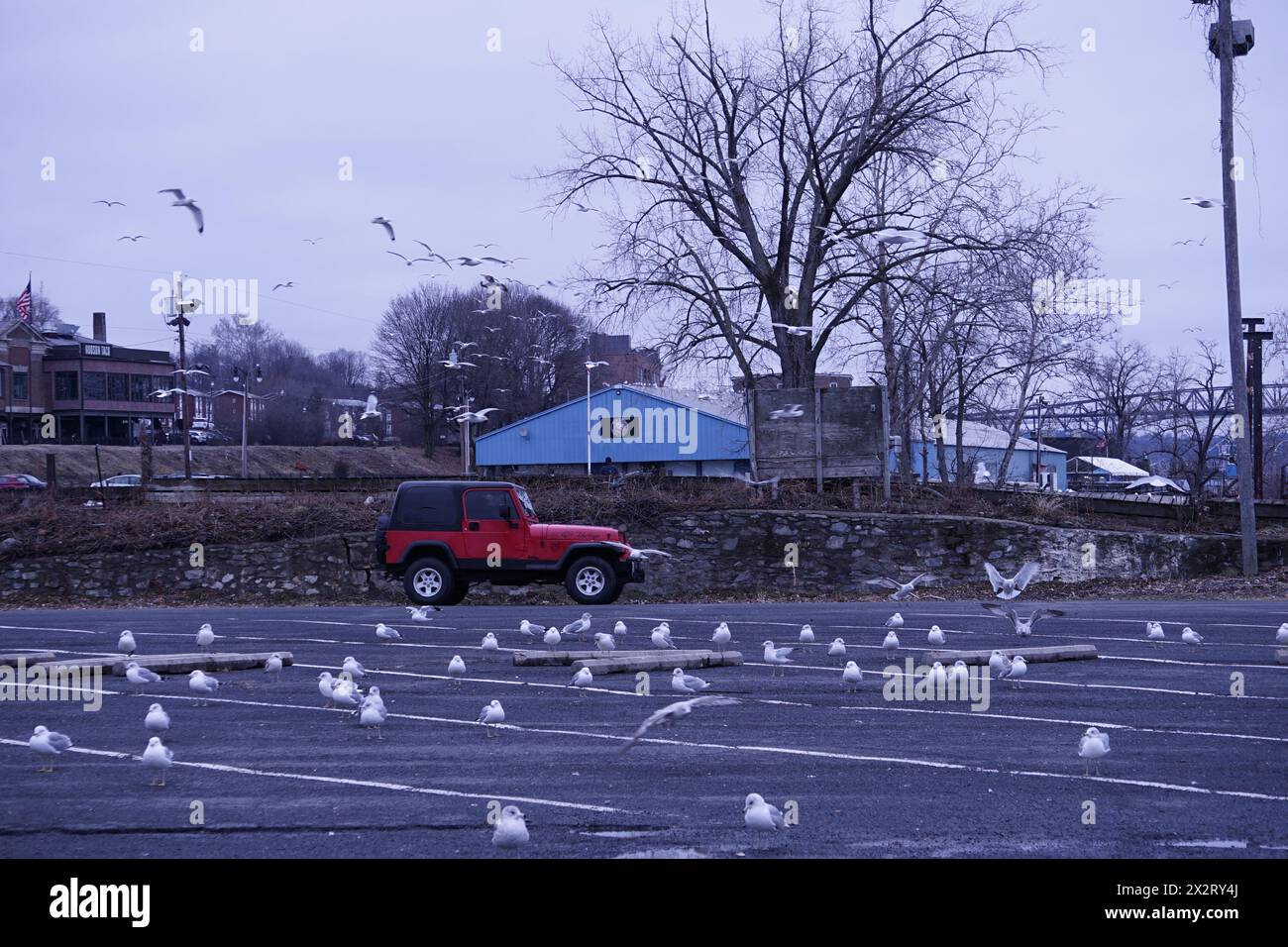 A flurry of seagulls takes over a deserted parking lot, juxtaposing the wild with the urban landscape Stock Photo