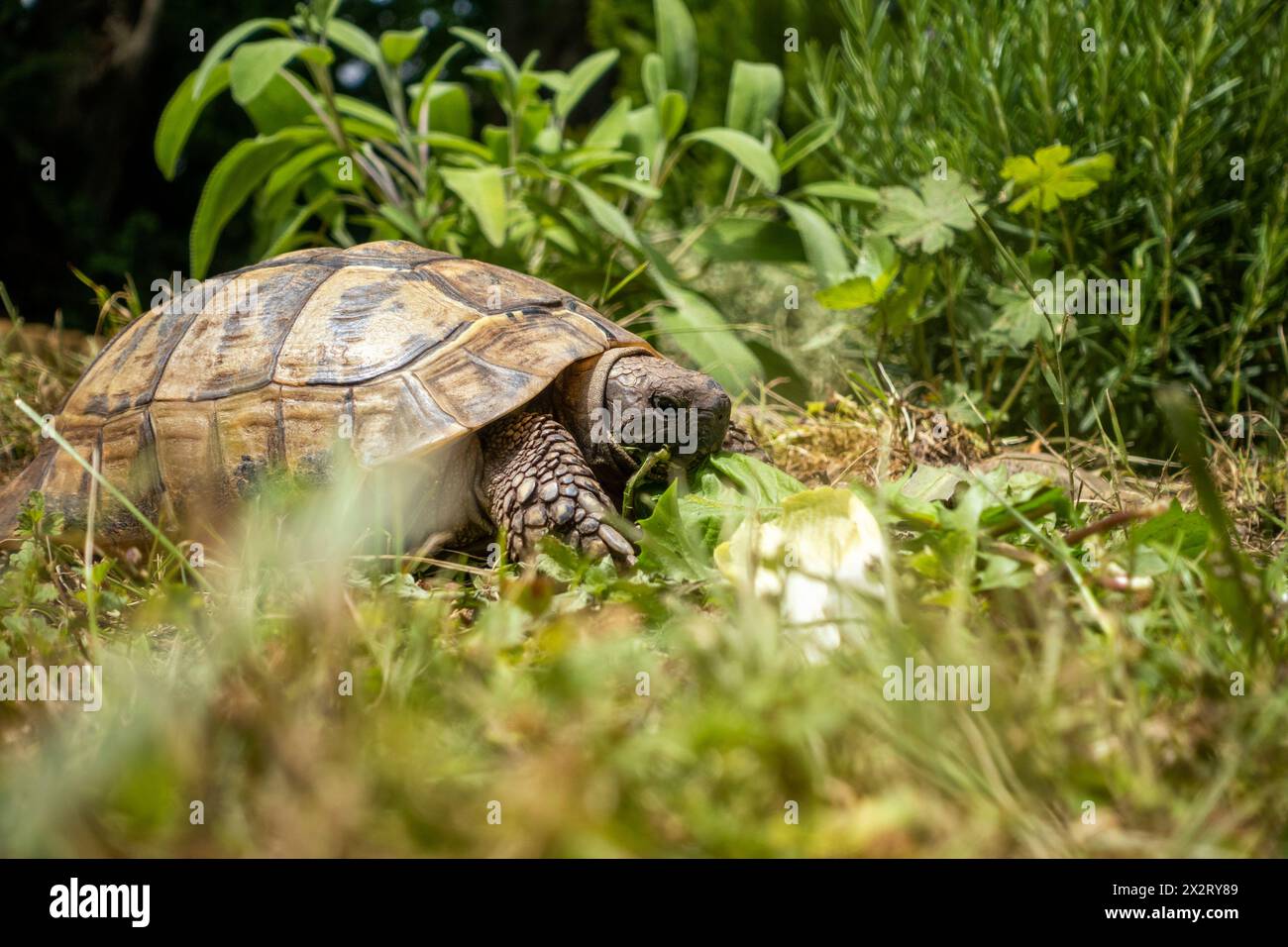 Turtle eating plant hi-res stock photography and images - Alamy