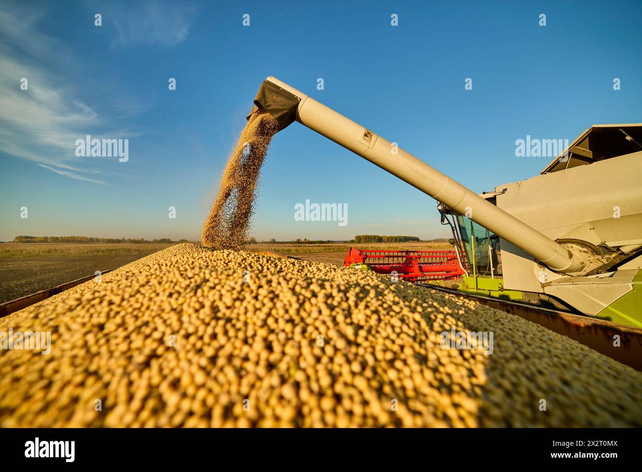 Combine harvester unloading harvested soybeans in field at sunset Stock Photo
