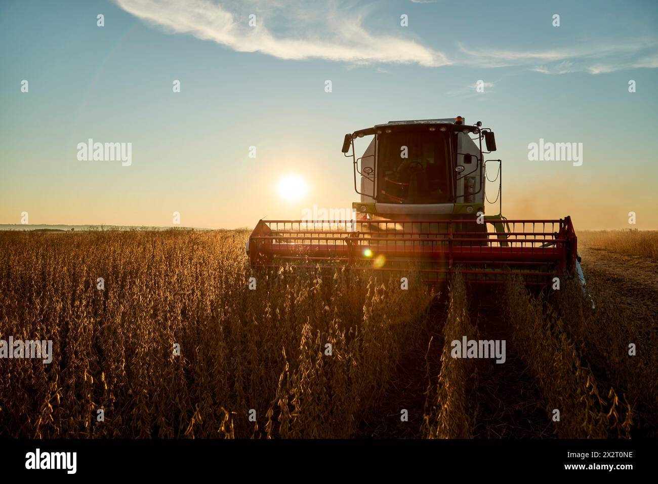 Combine harvester harvesting soybean in field at sunset Stock Photo - Alamy
