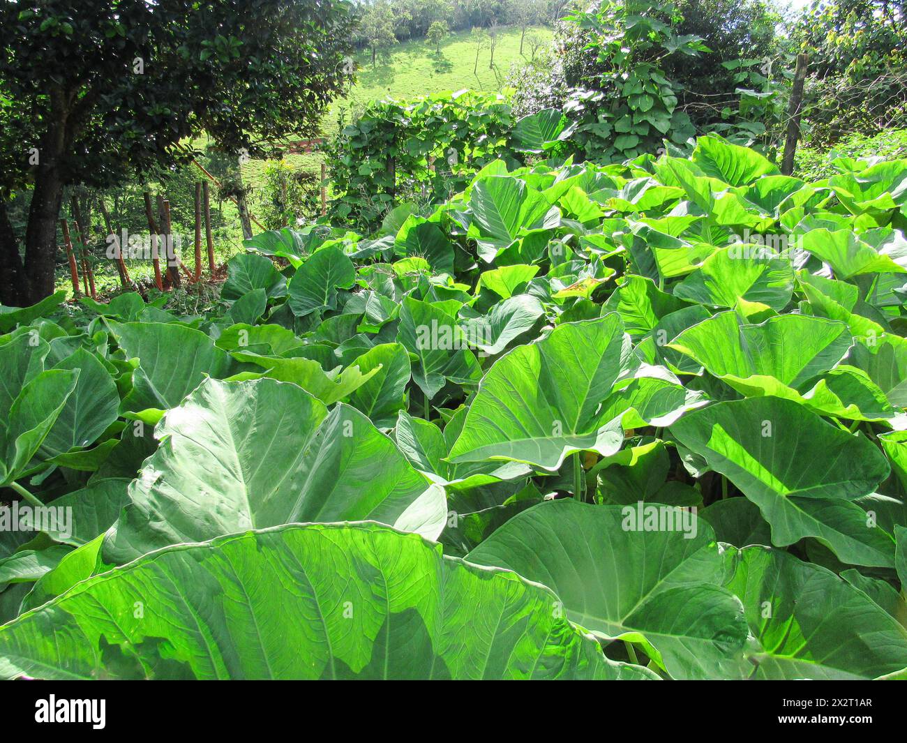 Sunlight reflecting on the vegetable garden and on the taioba leaves, a vegetable with large, nutritious and tasty green leaves. Trees in the backgrou Stock Photo