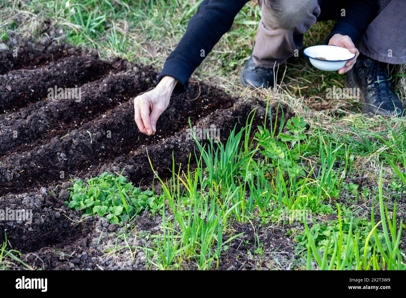 Man sowing parsnip seeds in garden Stock Photo