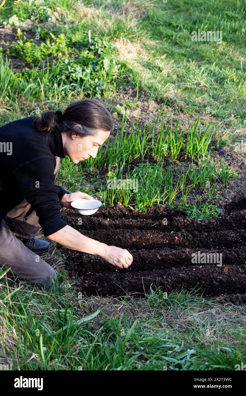 Man sowing parsnip seeds in garden at sunny day Stock Photo