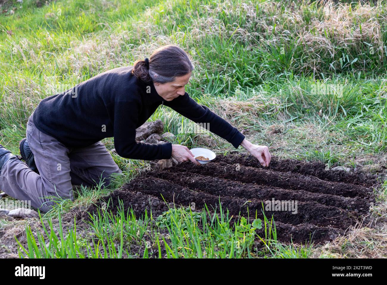 Man sowing parsnip seeds kneeling in garden Stock Photo