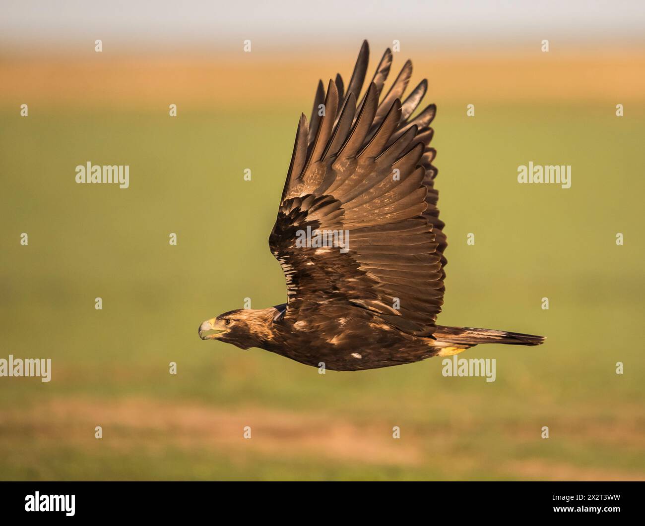 Spanish imperial eagle (Aquila adalberti) in flight Stock Photo - Alamy