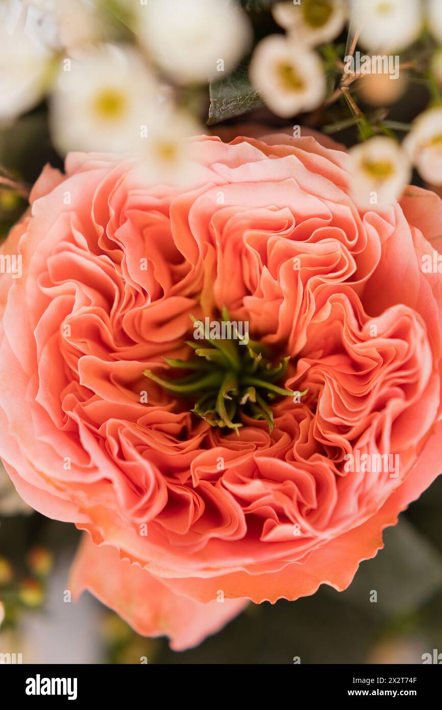 Petals of coral colored Mandarin X-Pression rose Stock Photo
