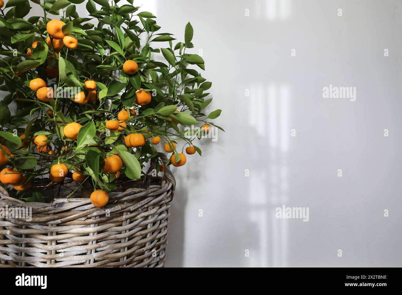 Summer botany still life, banner. Blurred tangerine, citrus calamondin fruit tree in wicker flower pot. Empty white wall background in sunlight with Stock Photo