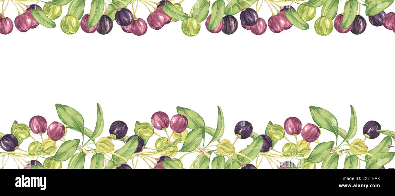 Seamless border of maqui berry and leaves in purple and green. Hand drawn watercolor illustration of Chilean wineberry cherry plant, Aristotelia chilensis for printing, food supplement, apparel, cards Stock Photo