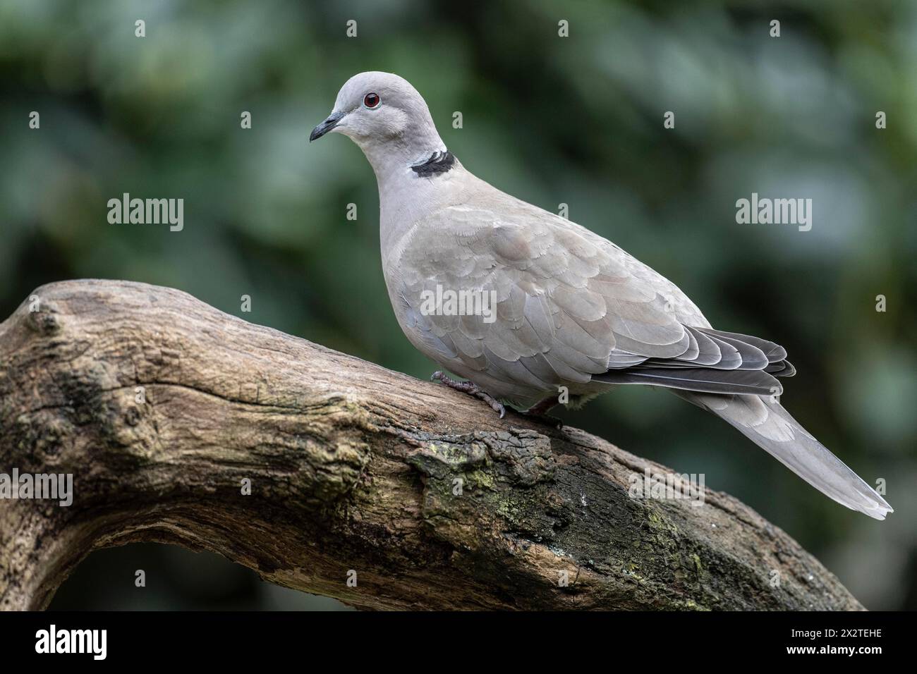 Eurasian Collared Dove (Streptopelia decaocto), Emsland, Lower Saxony, Germany Stock Photo