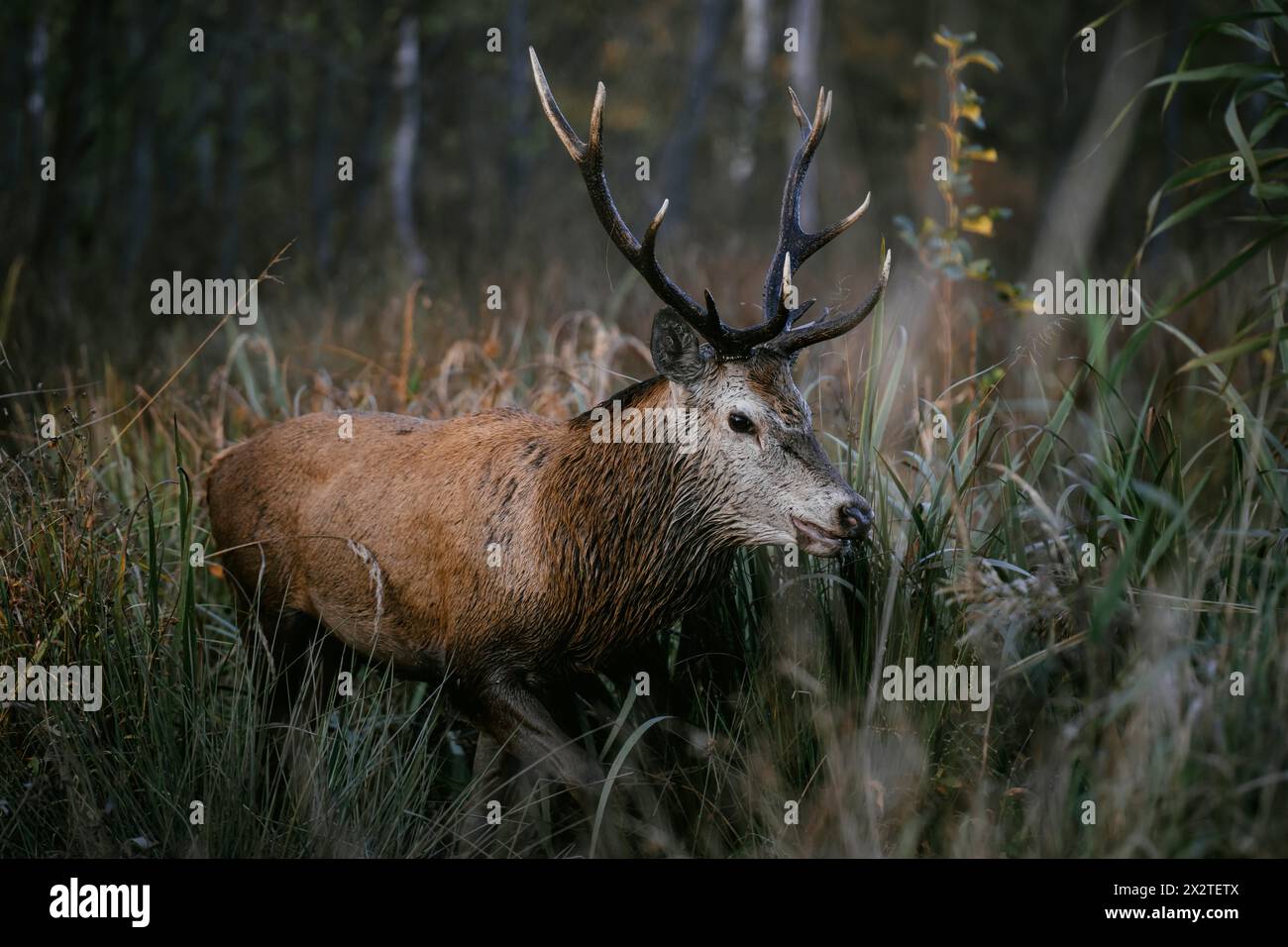Red deer (Cervus elaphus) in the tall grass. Subcarpathian. Poland Stock Photo