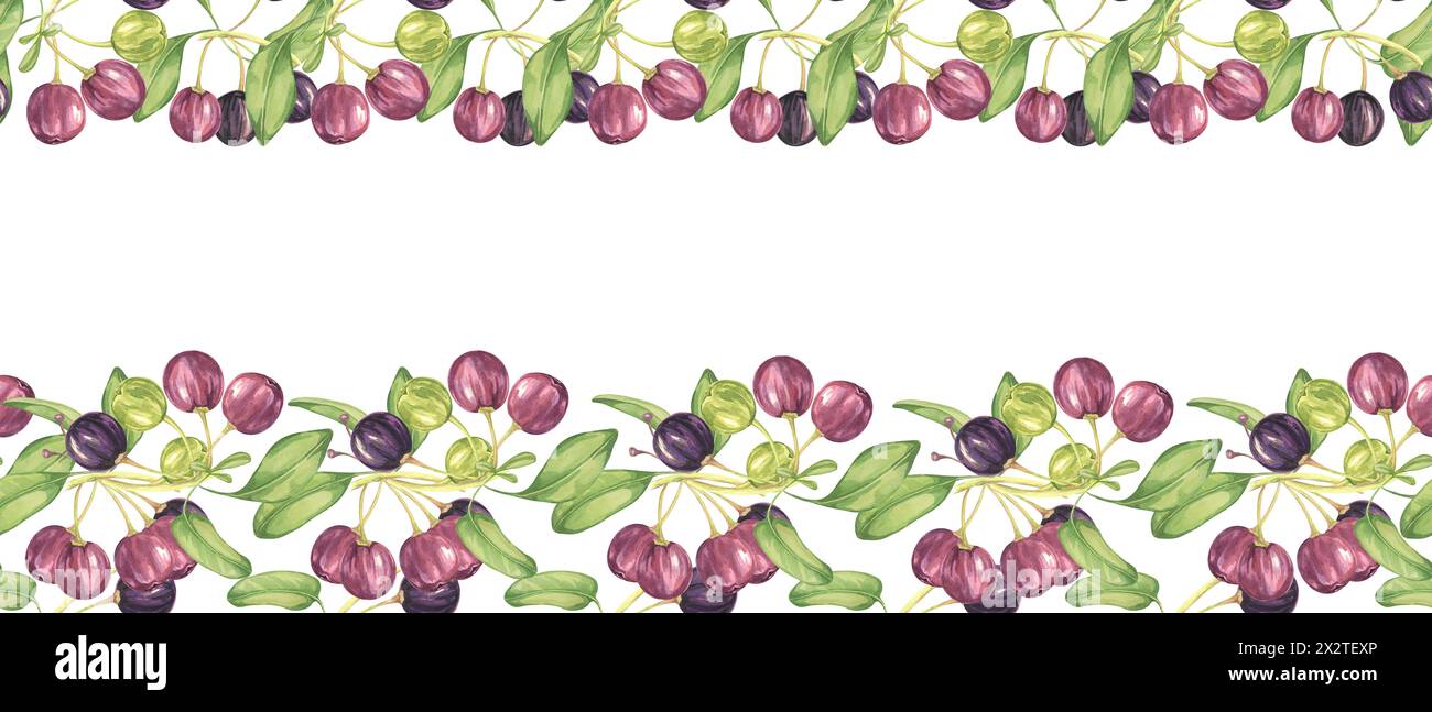 Seamless border of maqui berry and leaves in purple and green. Hand drawn watercolor illustration of Chilean wineberry cherry plant, Aristotelia chilensis for printing, food supplement, apparel, cards Stock Photo