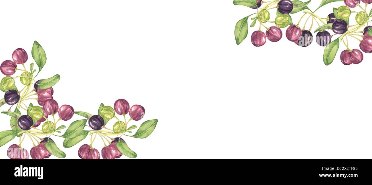 Maqui berry and leaves in purple and green banner. Hand drawn watercolor illustration Chilean wineberry cherry plant, Aristotelia chilensis for printing, food supplement, apparel, cards, web template Stock Photo