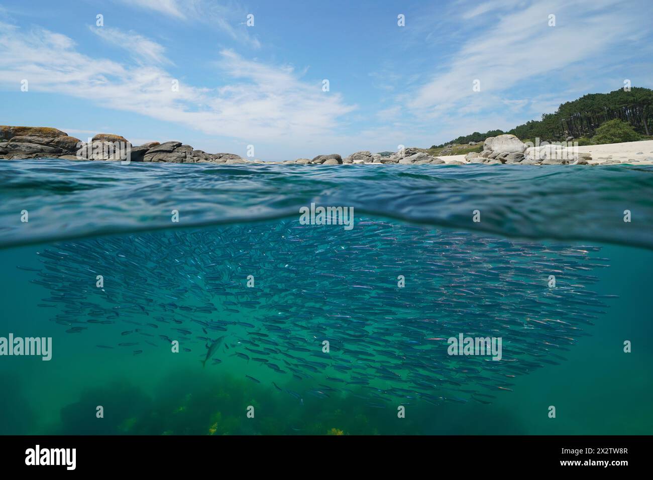 School of anchovy fish underwater in the Atlantic ocean near the coastline, split view over and under water surface, natural scene, Spain, Galicia Stock Photo