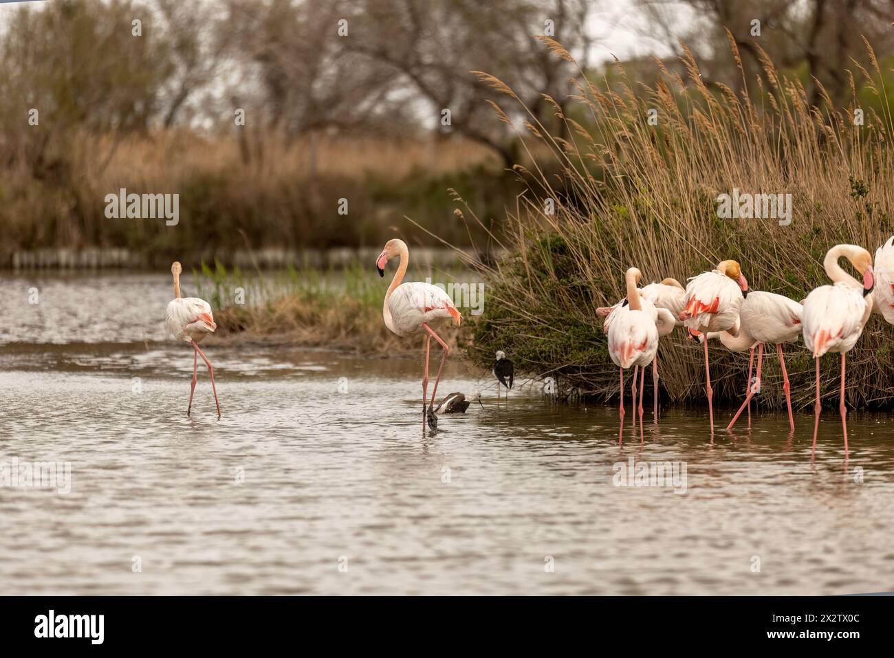 Wild flamingos (Phoenicopteridae) at the Camargue, france, europe in early spring outdoors. Wildlife birdwatching Stock Photo