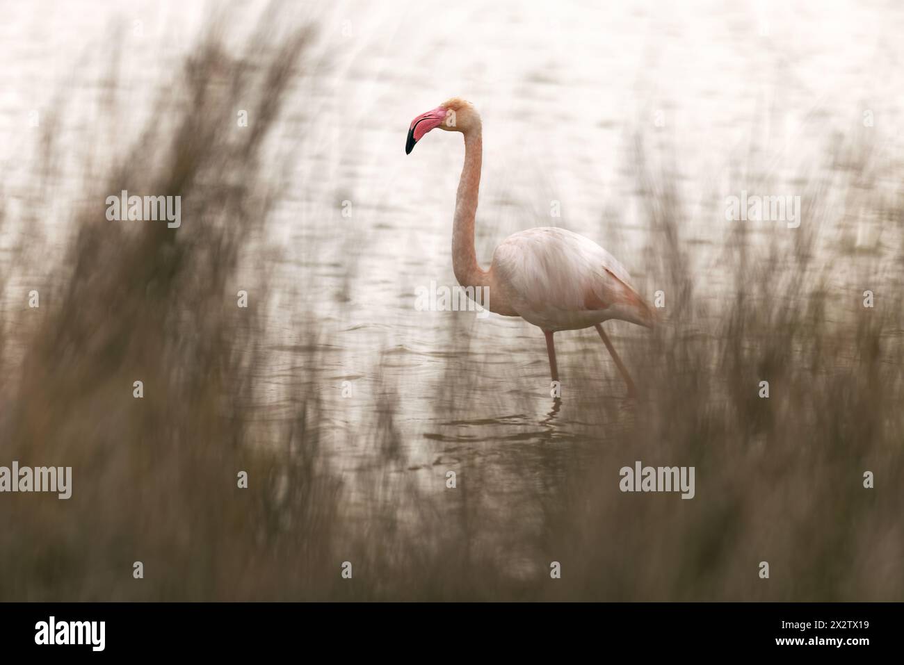 Wild flamingos (Phoenicopteridae) at the Camargue, france, europe in early spring outdoors. Wildlife birdwatching Stock Photo