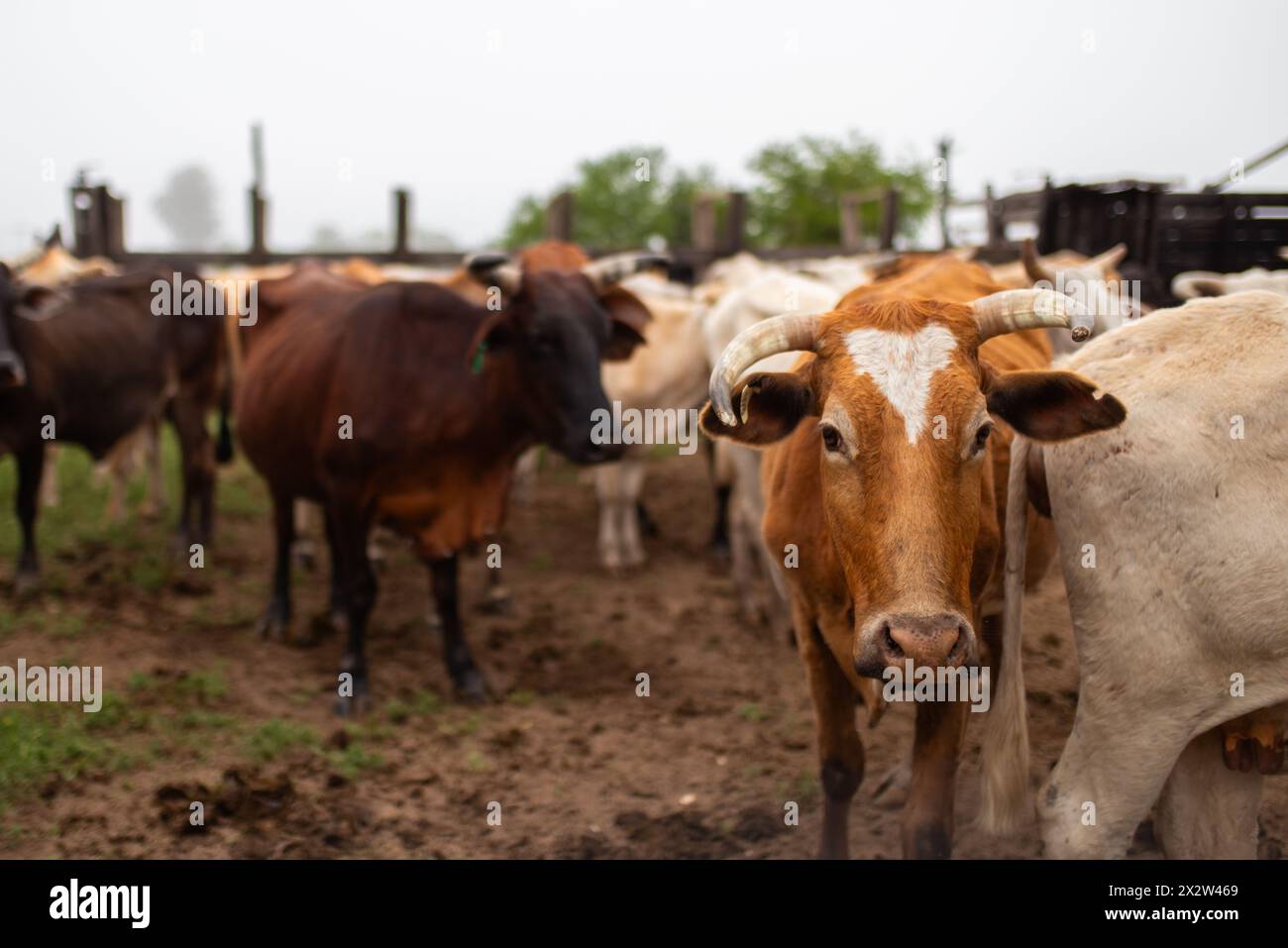 Cows, cattle in a ranch in Argentina. Stock Photo