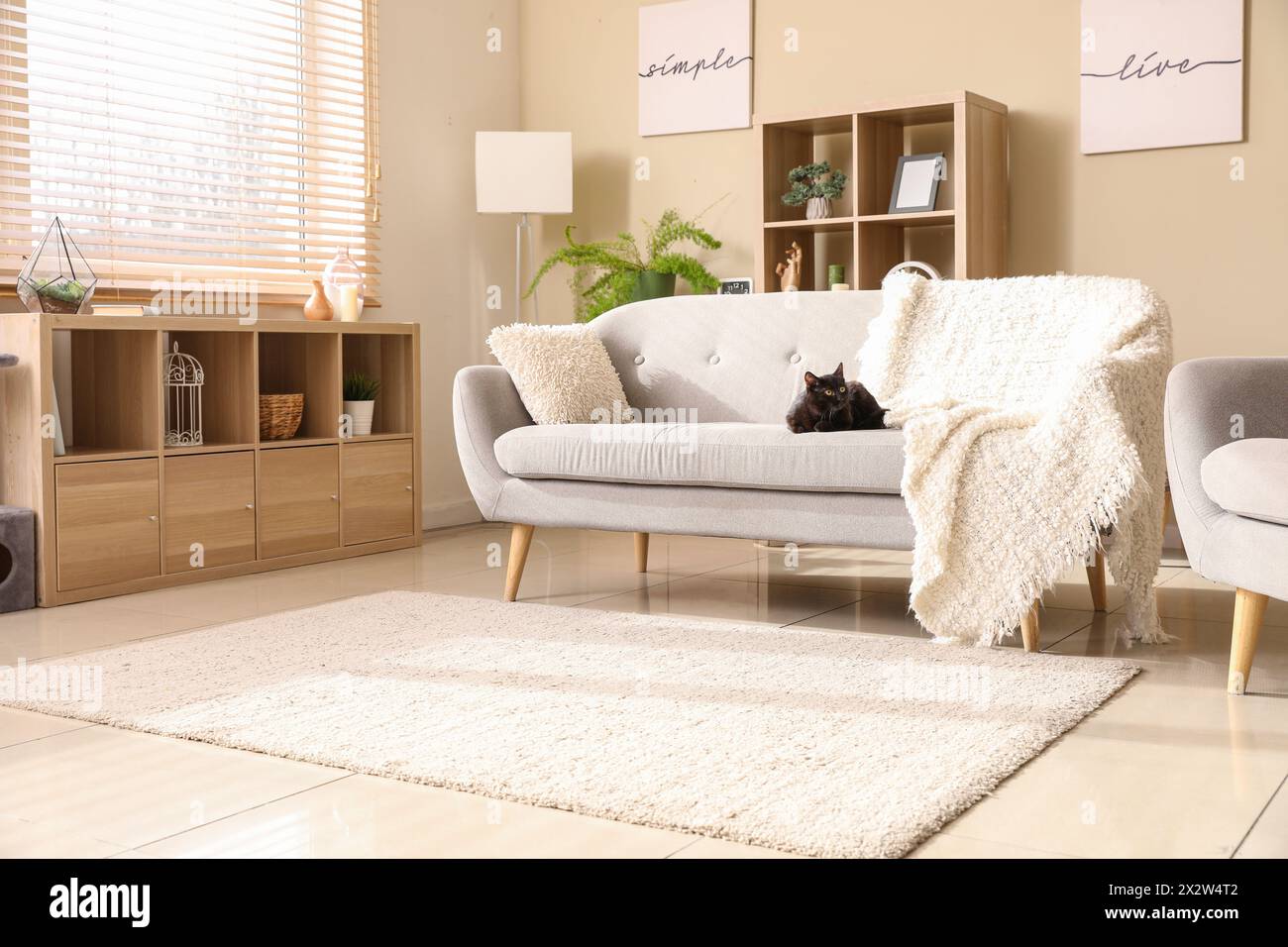 Cute black cat sitting on grey sofa in modern living room Stock Photo ...