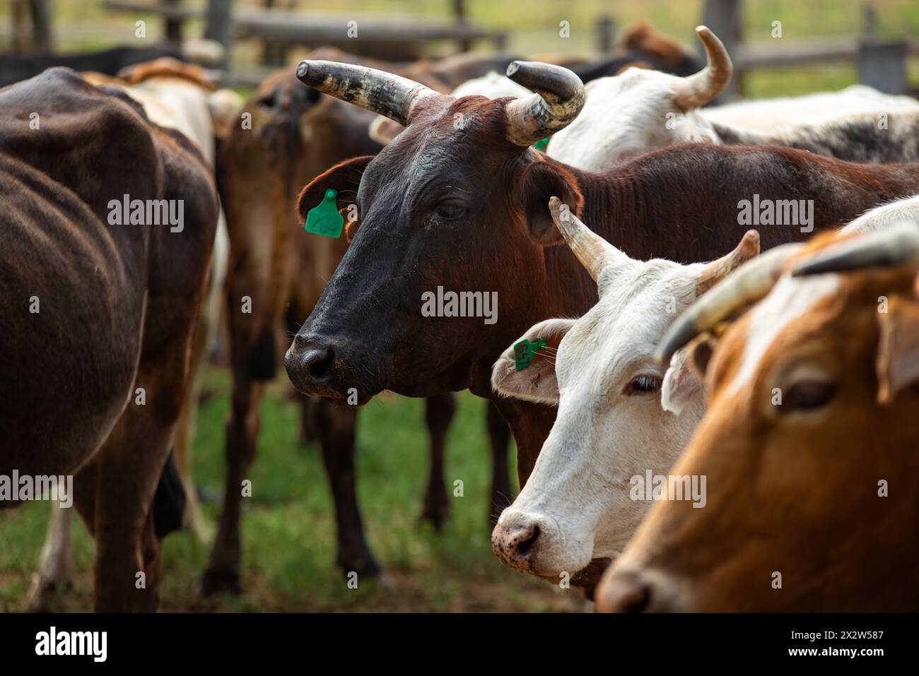 Cows, cattle in a ranch in Argentina Stock Photo - Alamy