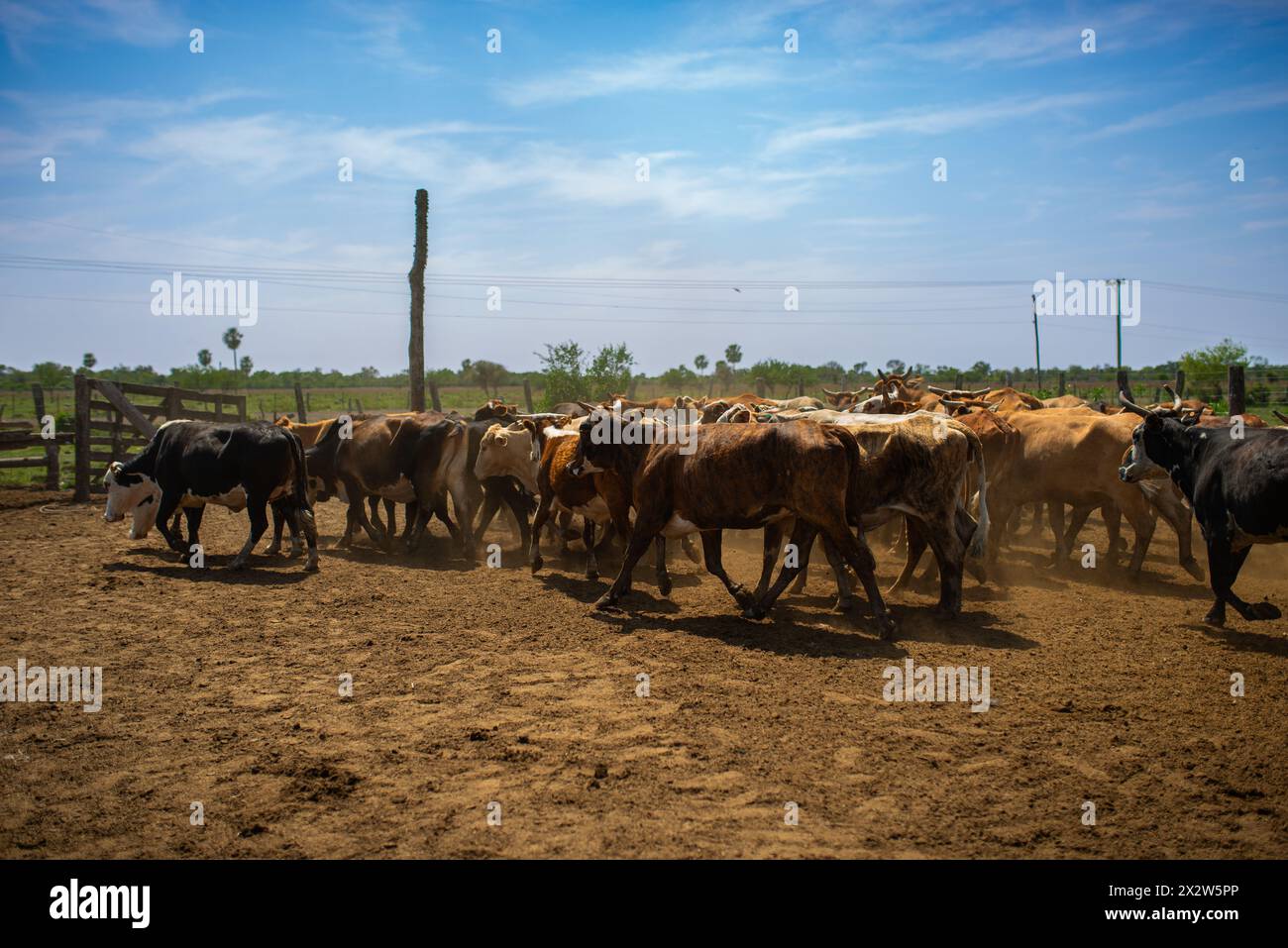 Cattle moving across a ranch in Argentina. Stock Photo