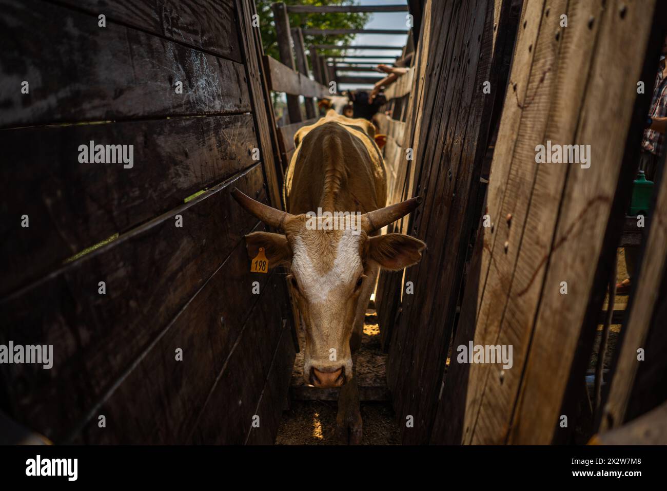 Cow in vaccination season in a ranch in Argentina. Stock Photo
