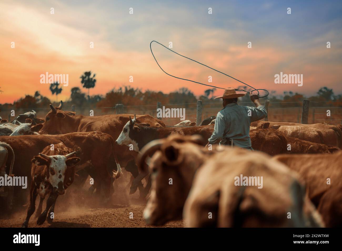 Worker on duty between the cattle in vaccination season in a ranch in Argentina. Stock Photo