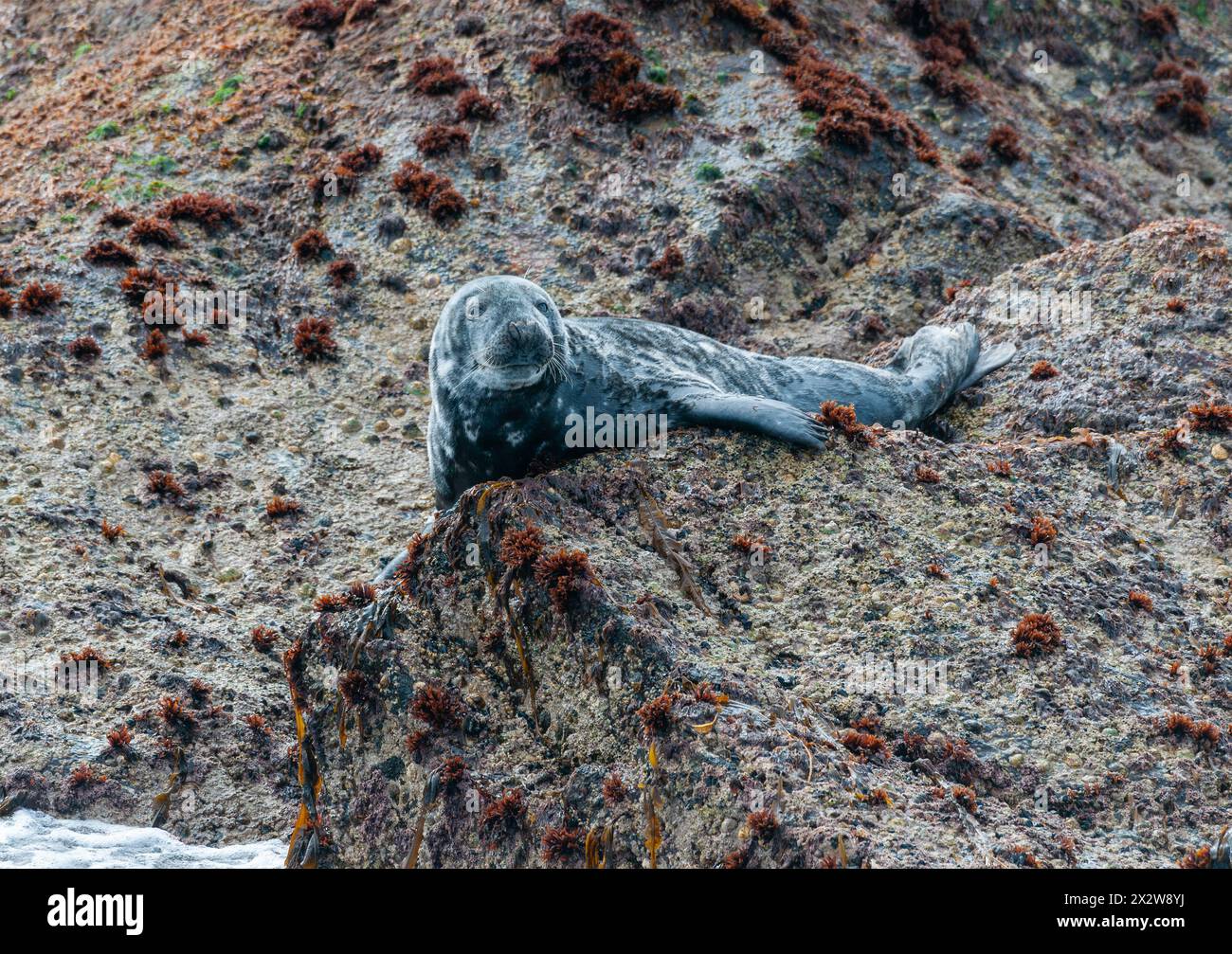 Atlantic grey seal hauled out on Island rocks Stock Photo