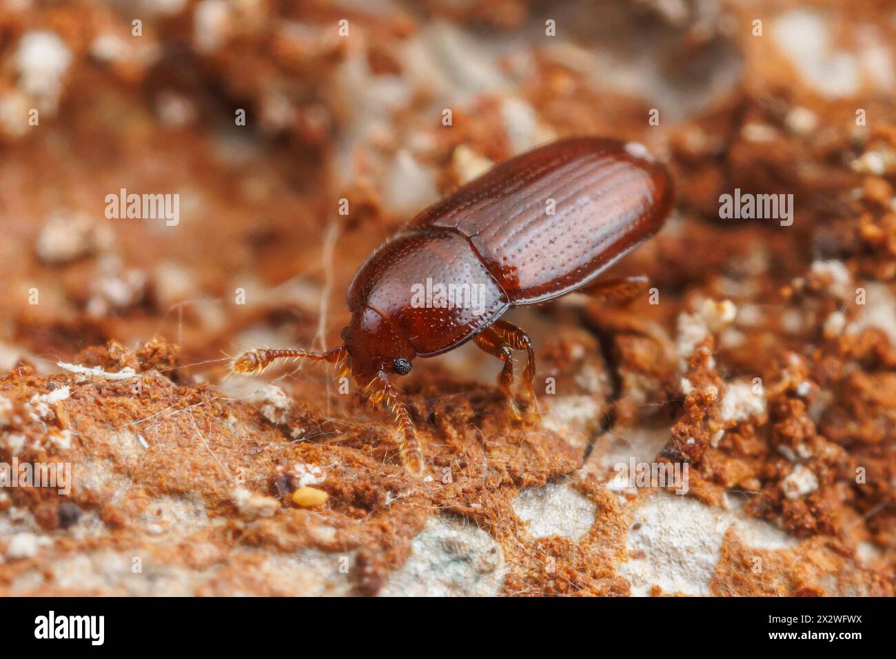 Minute Bark Beetle (Philothermus glabriculus) Stock Photo