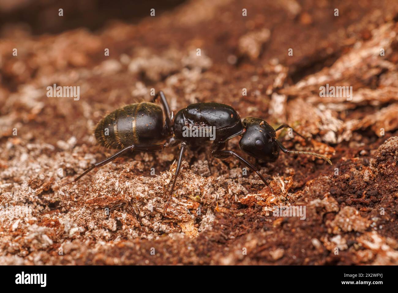 Eastern Black Carpenter Ant (Camponotus pennsylvanicus) - Queen Stock Photo