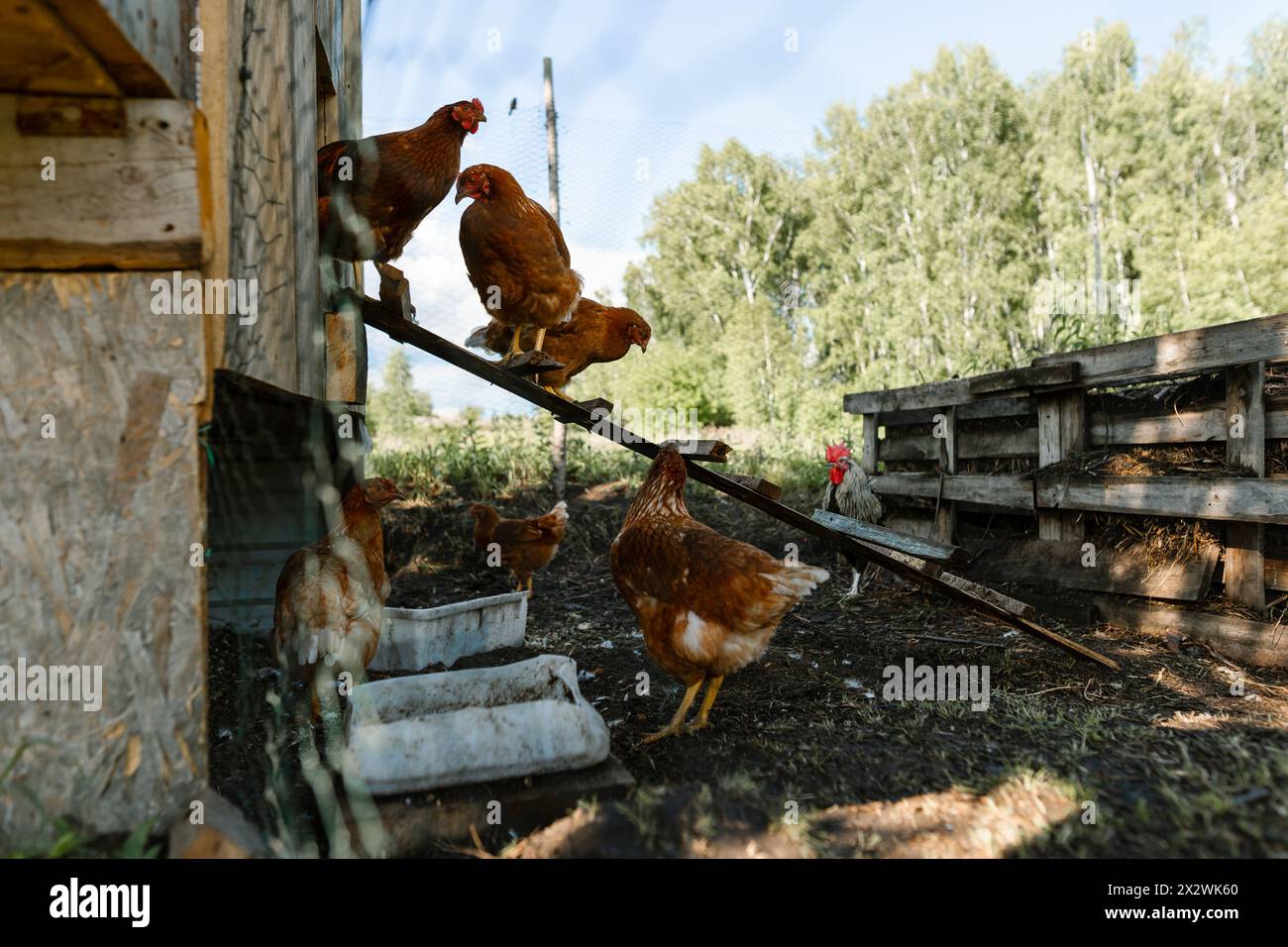 Free chickens hen graze on hi res stock photography and images Alamy