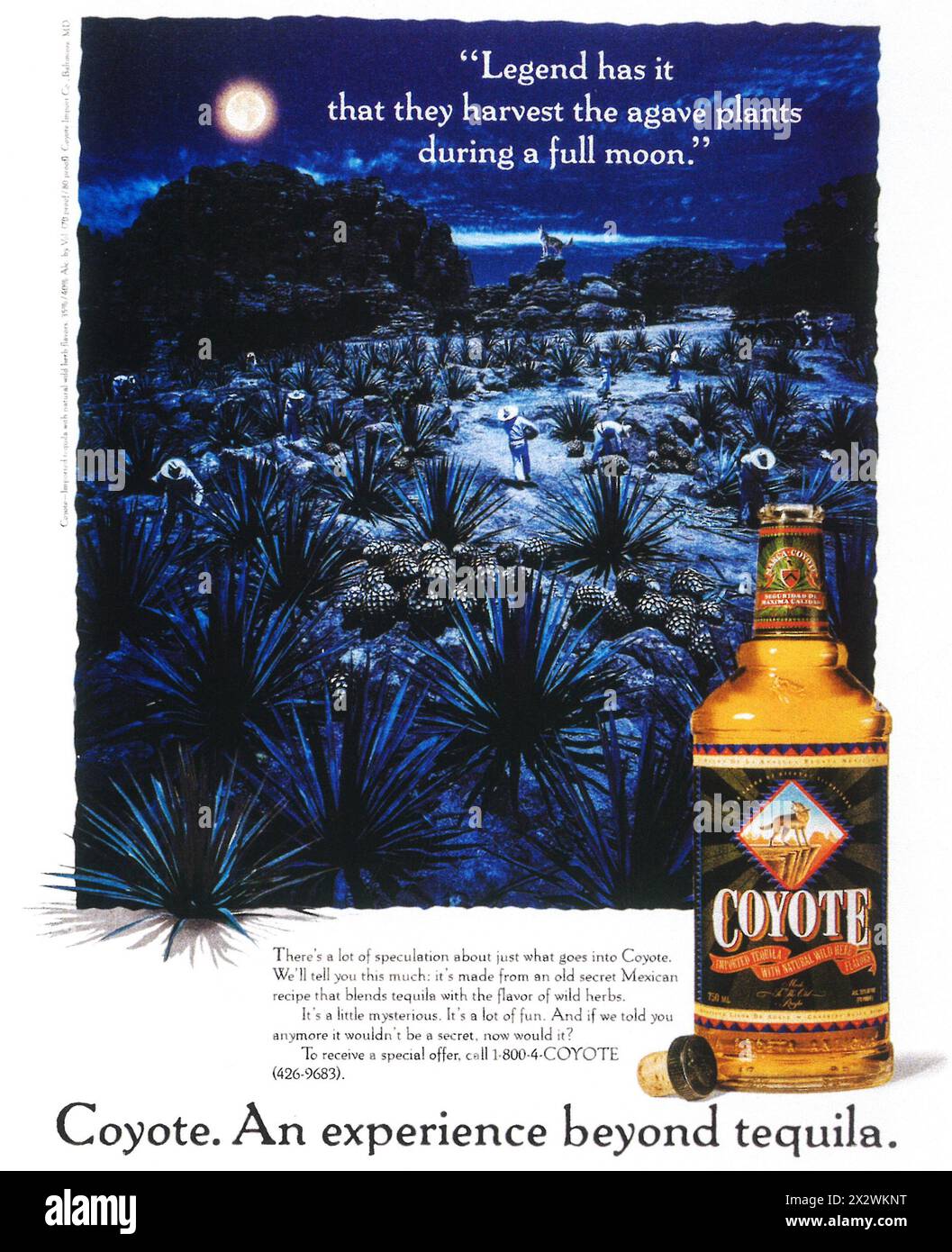 1992 COYOTE TEQUILA with natural wild herb flavors ad Stock Photo