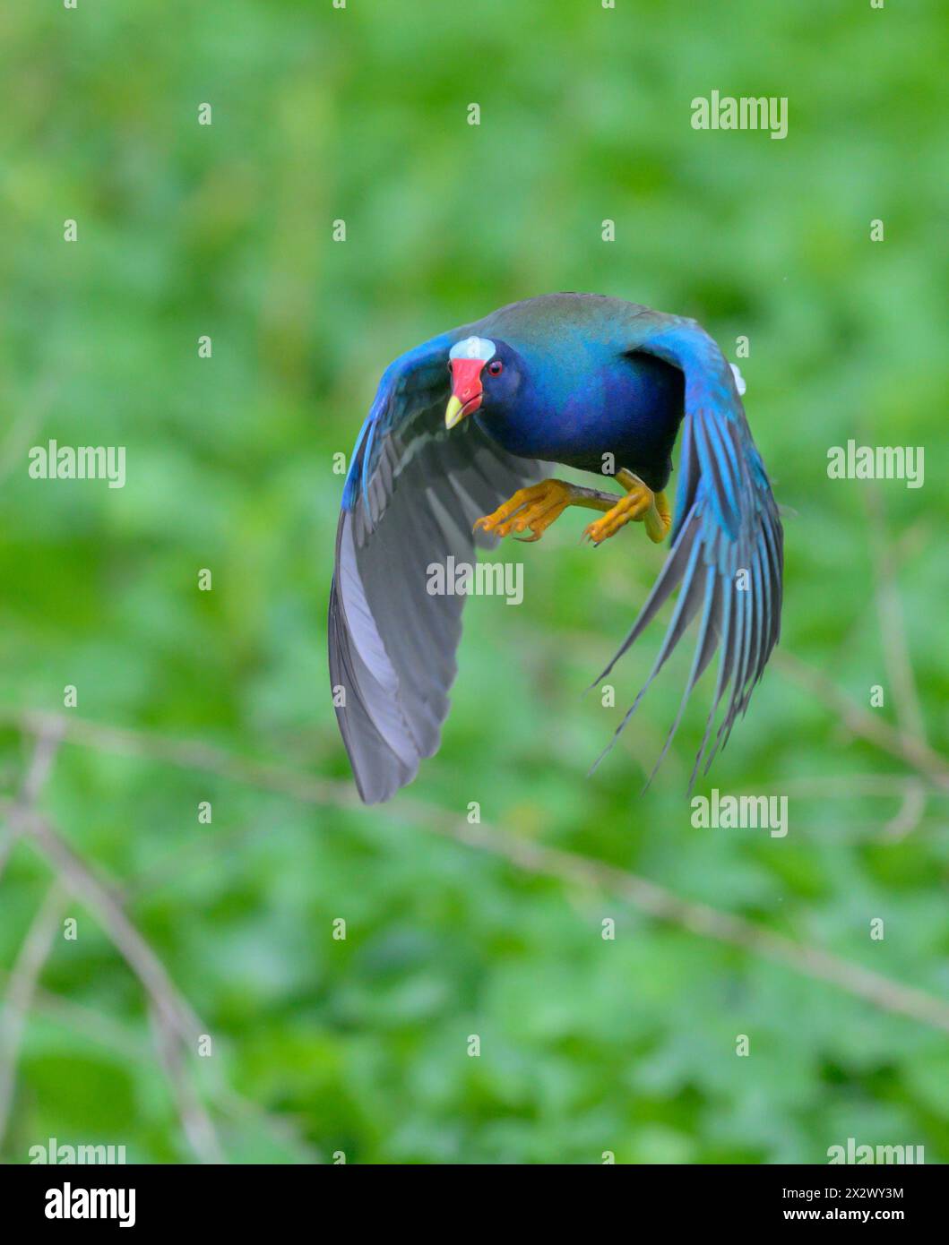 Purple gallinule (Porphyrio martinica) flying over swamp, Brazos Bend State Park, Texas, USA. Stock Photo