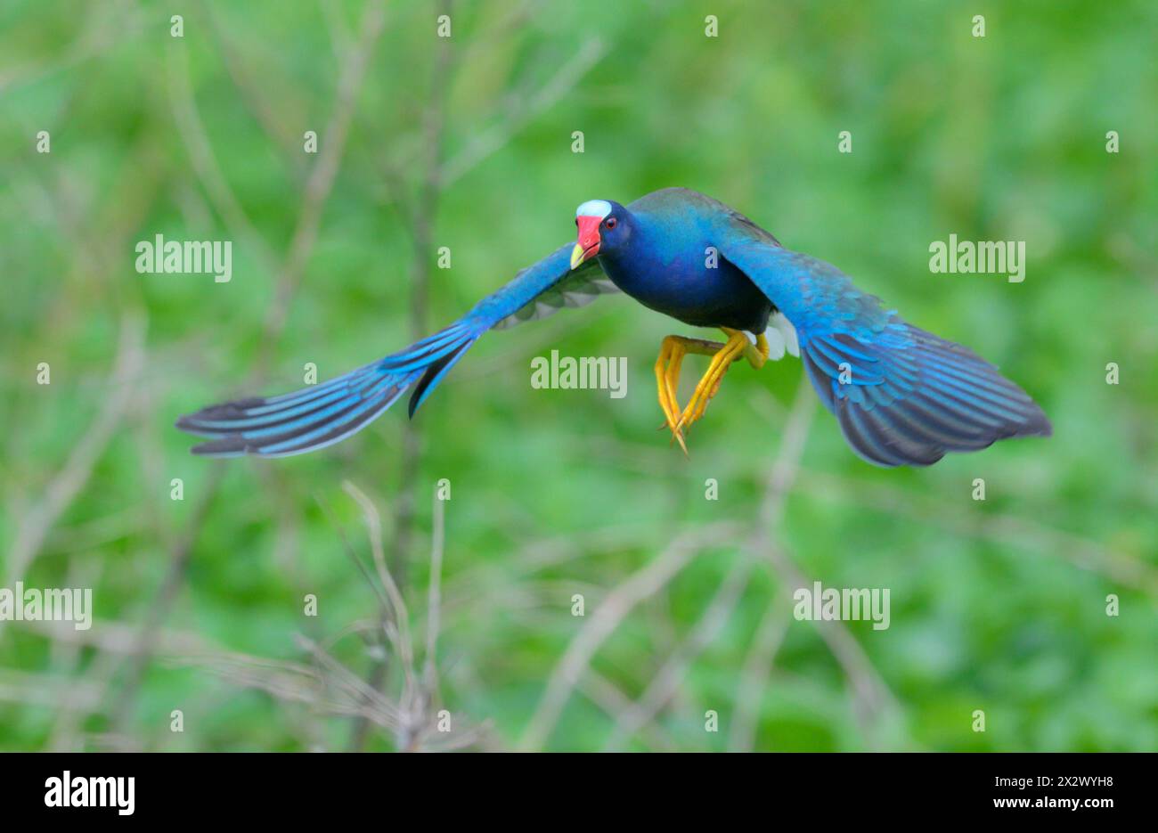 Purple gallinule (Porphyrio martinica) flying over swamp, Brazos Bend State Park, Texas, USA. Stock Photo