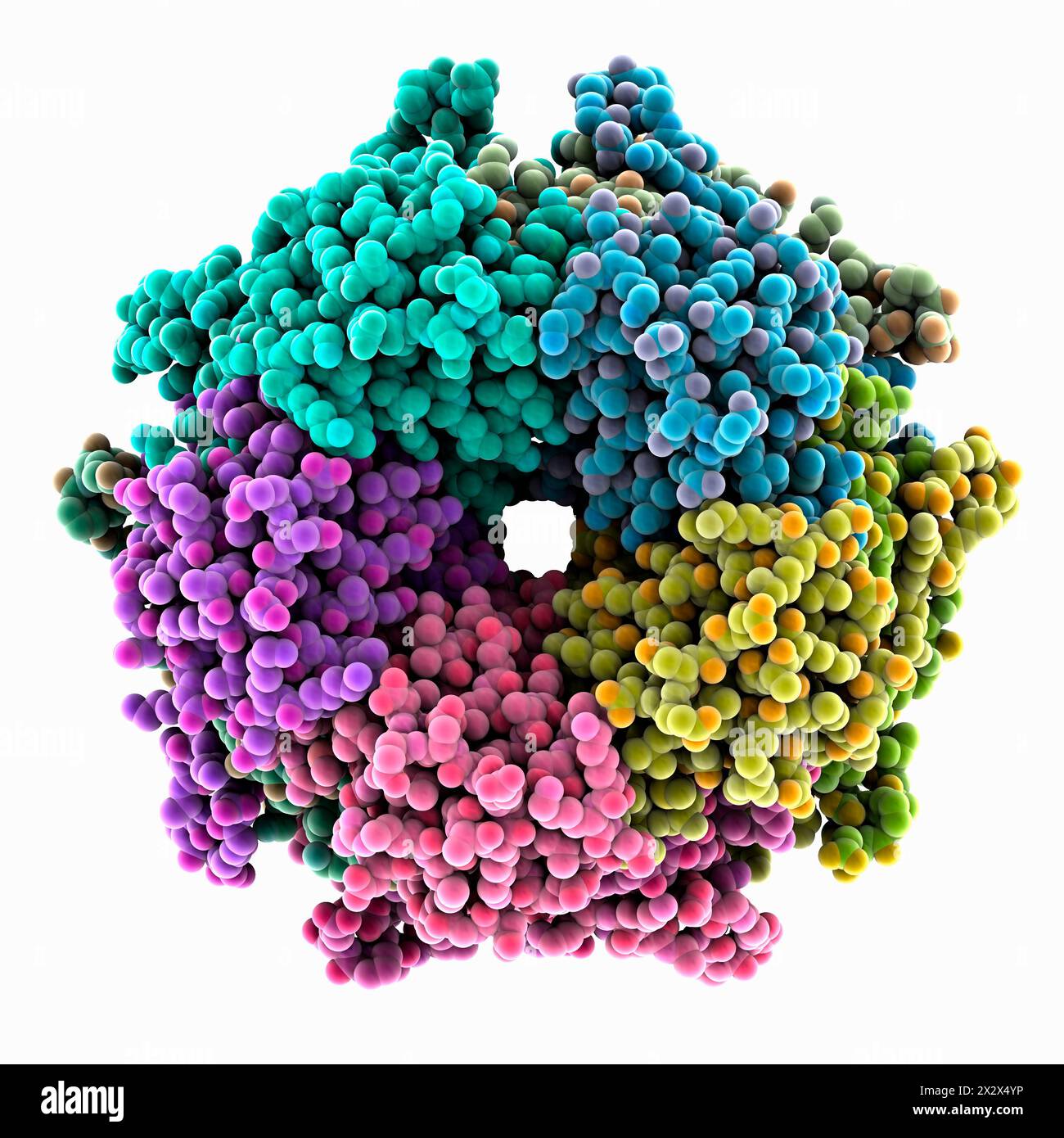 E. coli cyanase. Molecular model of cyanase from Escherichia coli BL21 ...