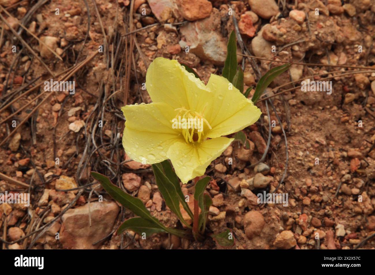 Evening Primrose yellow wildflower with raindrops in Bryce Canyon National Park, Utah Stock Photo