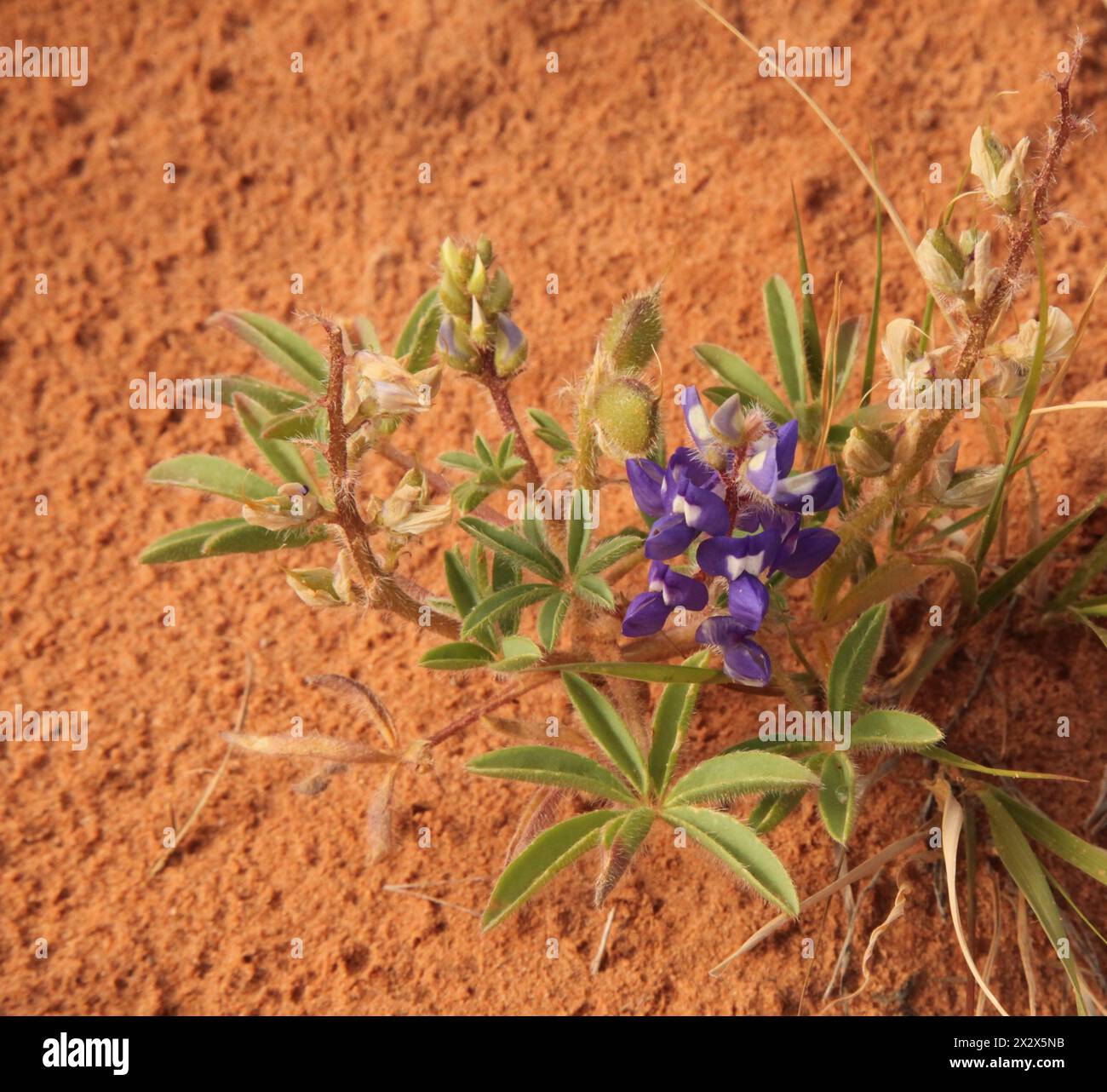 Dwarf Lupine (Lupinus pusillus) purple wildflower in Arches National Park, Utah Stock Photo