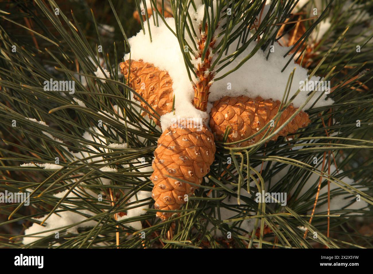 Pine cones snow hi-res stock photography and images - Alamy