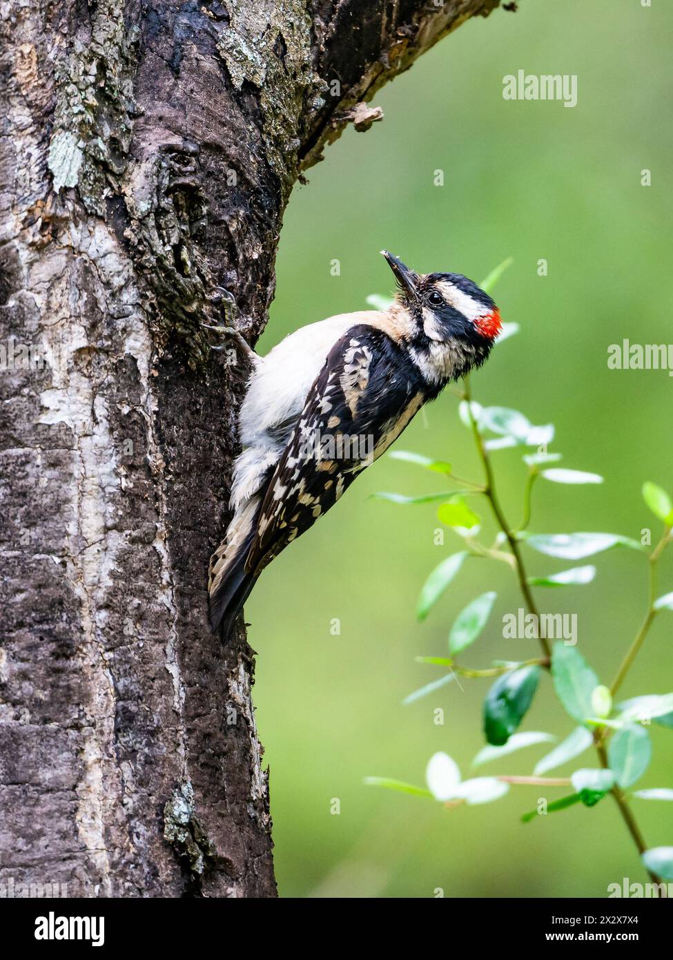 A male Downy Woodpecker (Dryobates pubescens) foraging on a tree trunk. Texas, USA. Stock Photo