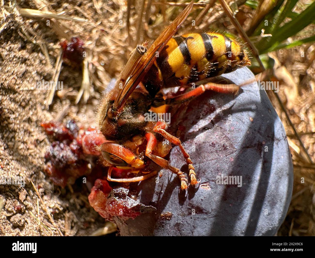 18.07.2023, Berlin, , Germany - Hornet gnawing on a plum. 00S230718D613CAROEX.JPG [MODEL RELEASE: NOT Applicable, PROPERTY RELEASE: NO (c) caro images Stock Photo
