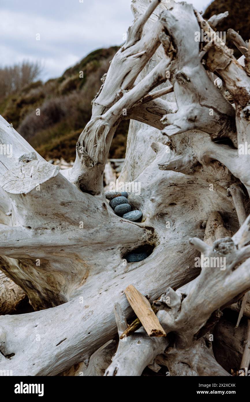 Pebbles resting on a tree stump washed out by the sea on Spiral Beach, Victoria, BC. Stock Photo