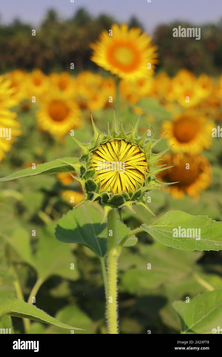 yellow sunflowers are in bloom, beautiful sunflower field in summer