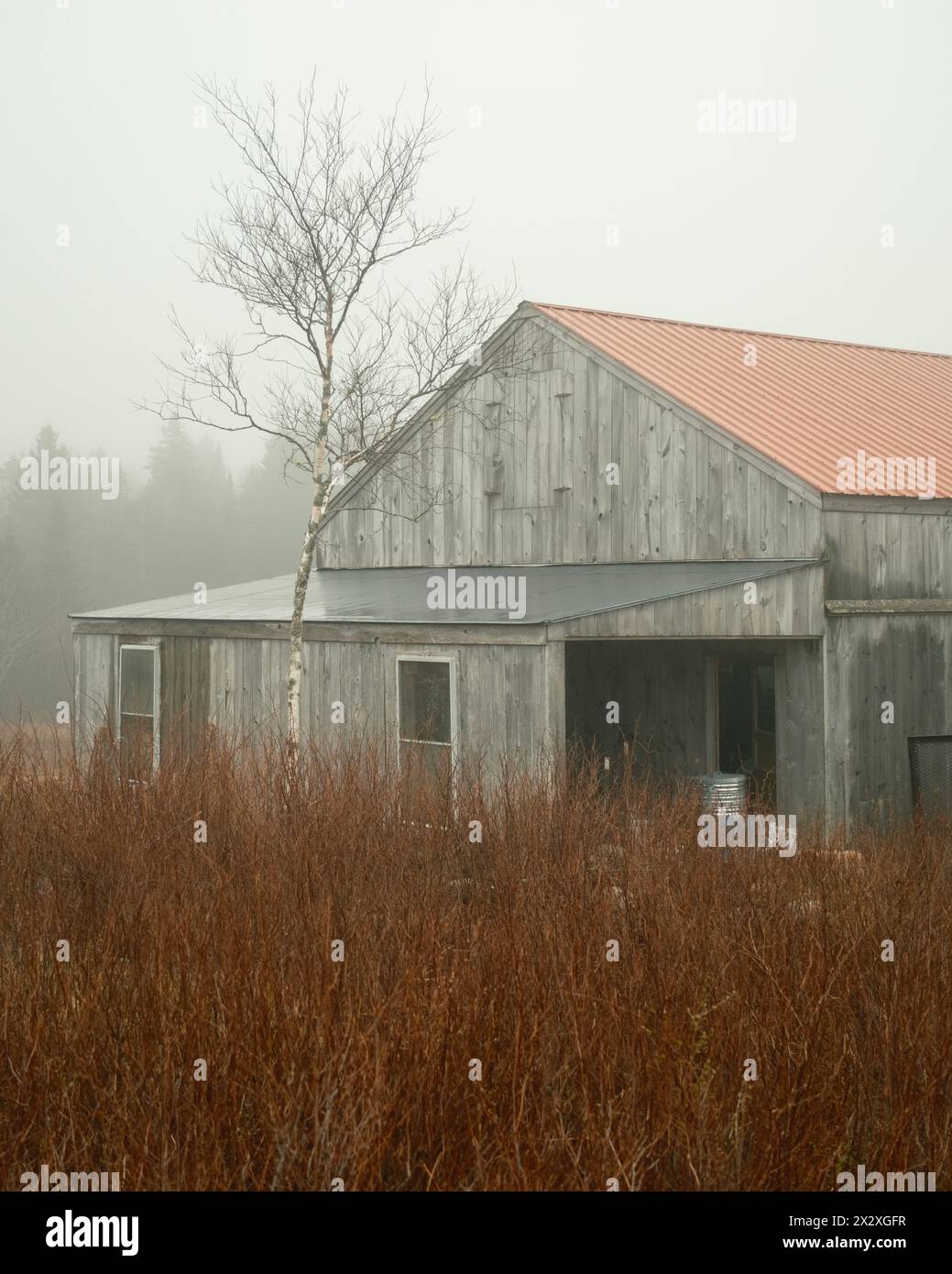 A barn in fog on Beals Island, Maine Stock Photo