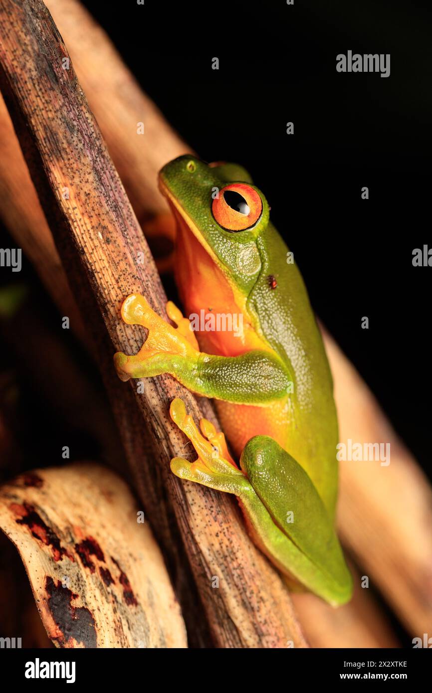 Orange-Thighed Tree Frog (Litoria xanthomera Stock Photo - Alamy