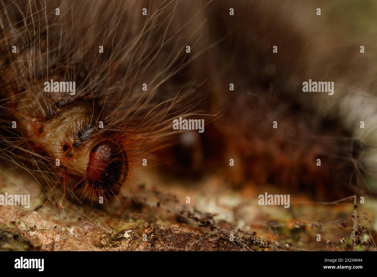 Processionary Caterpillars (Ochrogaster lunifer) Lake Barrine, Crater ...