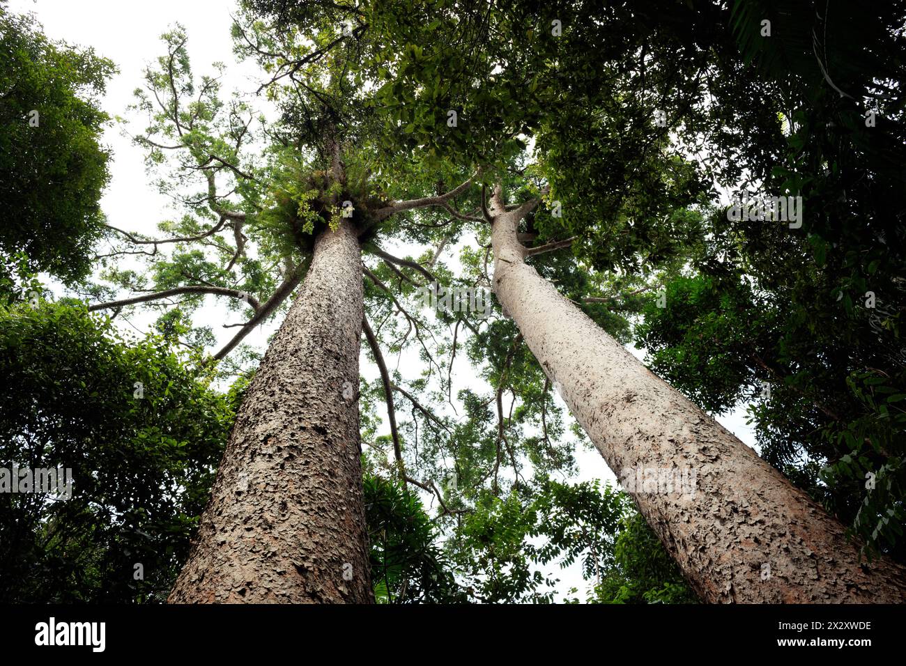 Kauri Pine (Agathis robusta) at Lake Barrine in Crater Lakes National Park, Queensland, Australia Stock Photo