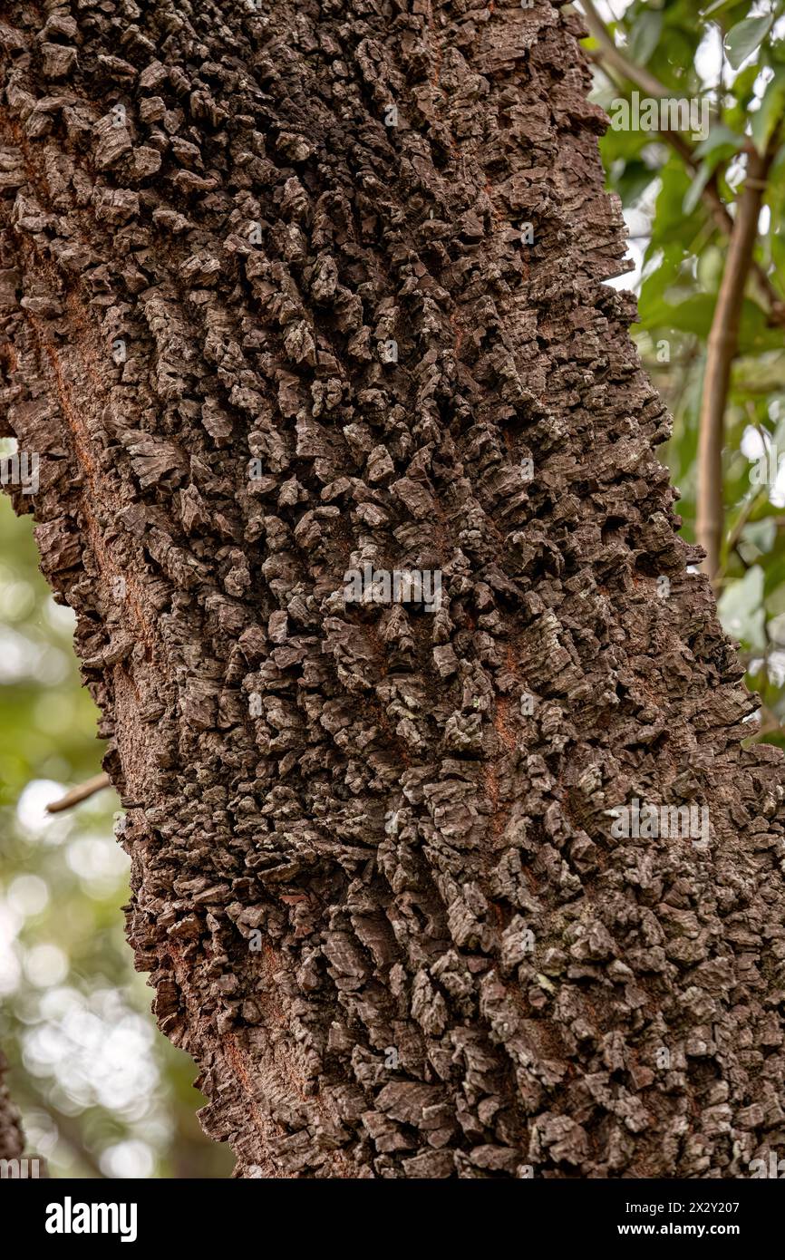 textured trunk of angiosperm tree with selective focus Stock Photo