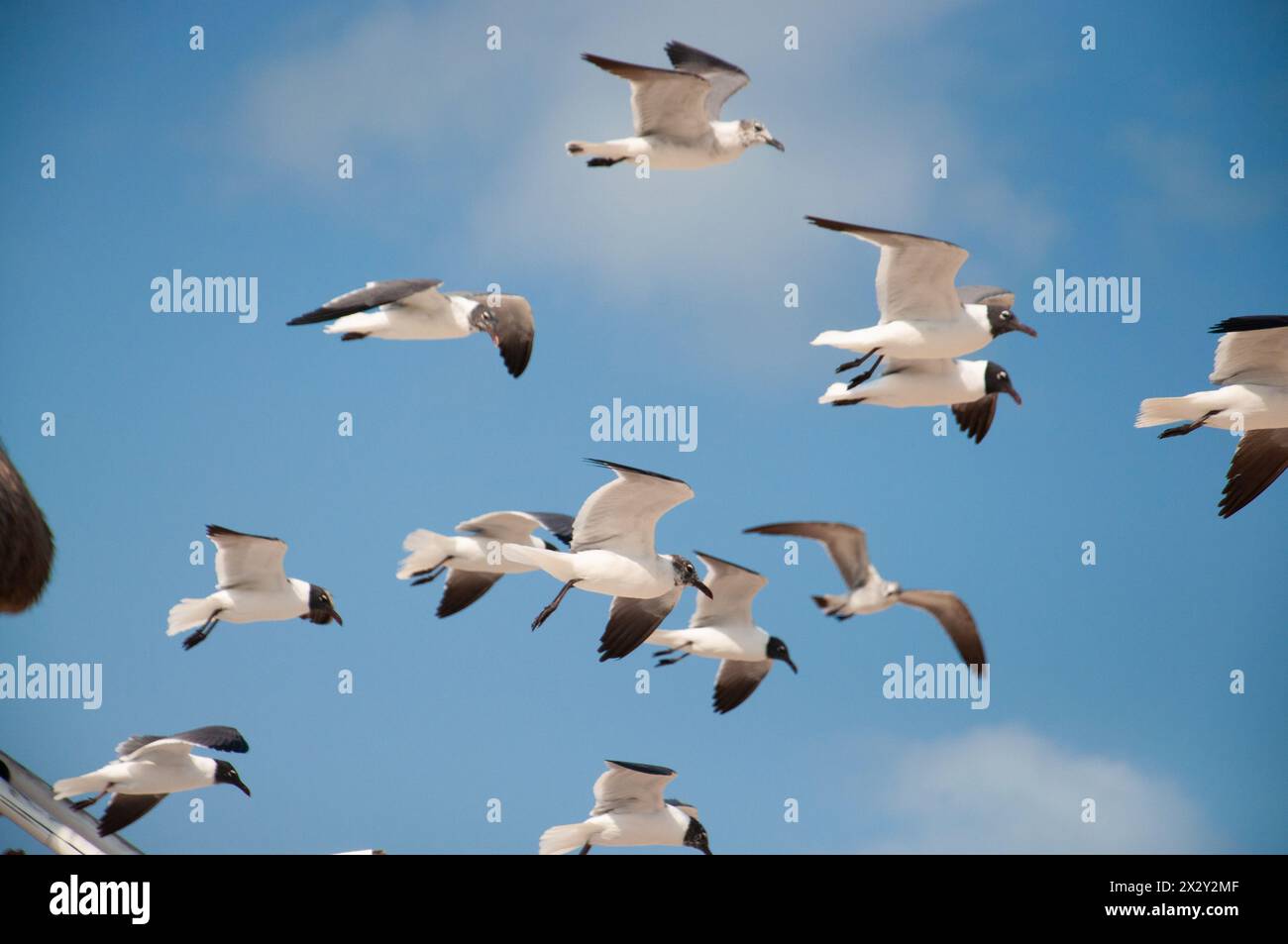 A group of seagulls flying at the beach Stock Photo
