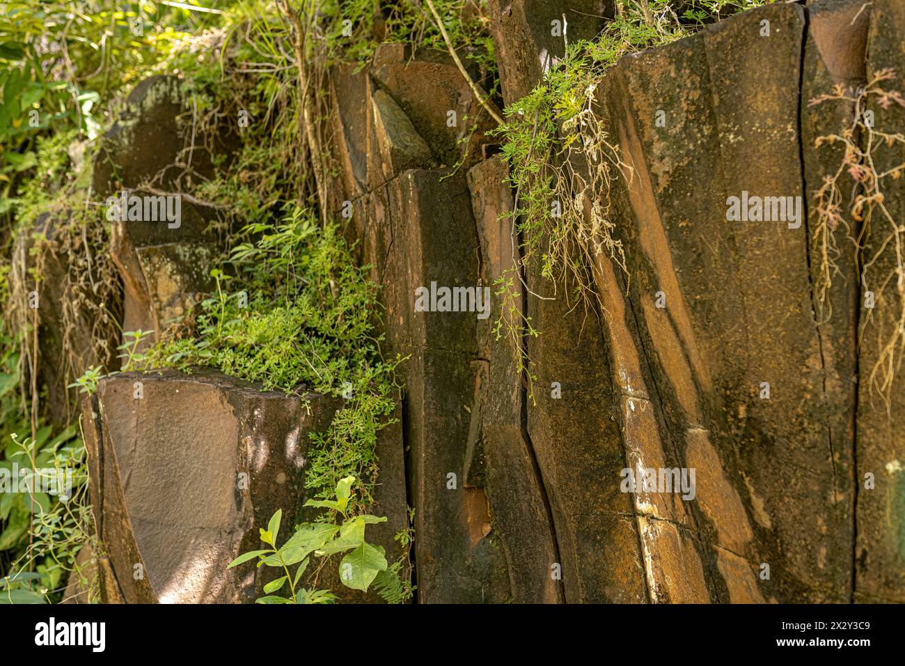Basalt rock wall with plants in humid natural environment Stock Photo