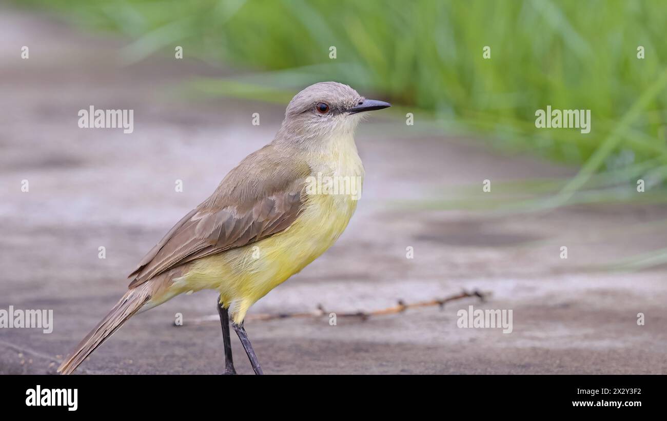 Adult Cattle Tyrant Bird of the species Machetornis rixosa Stock Photo ...