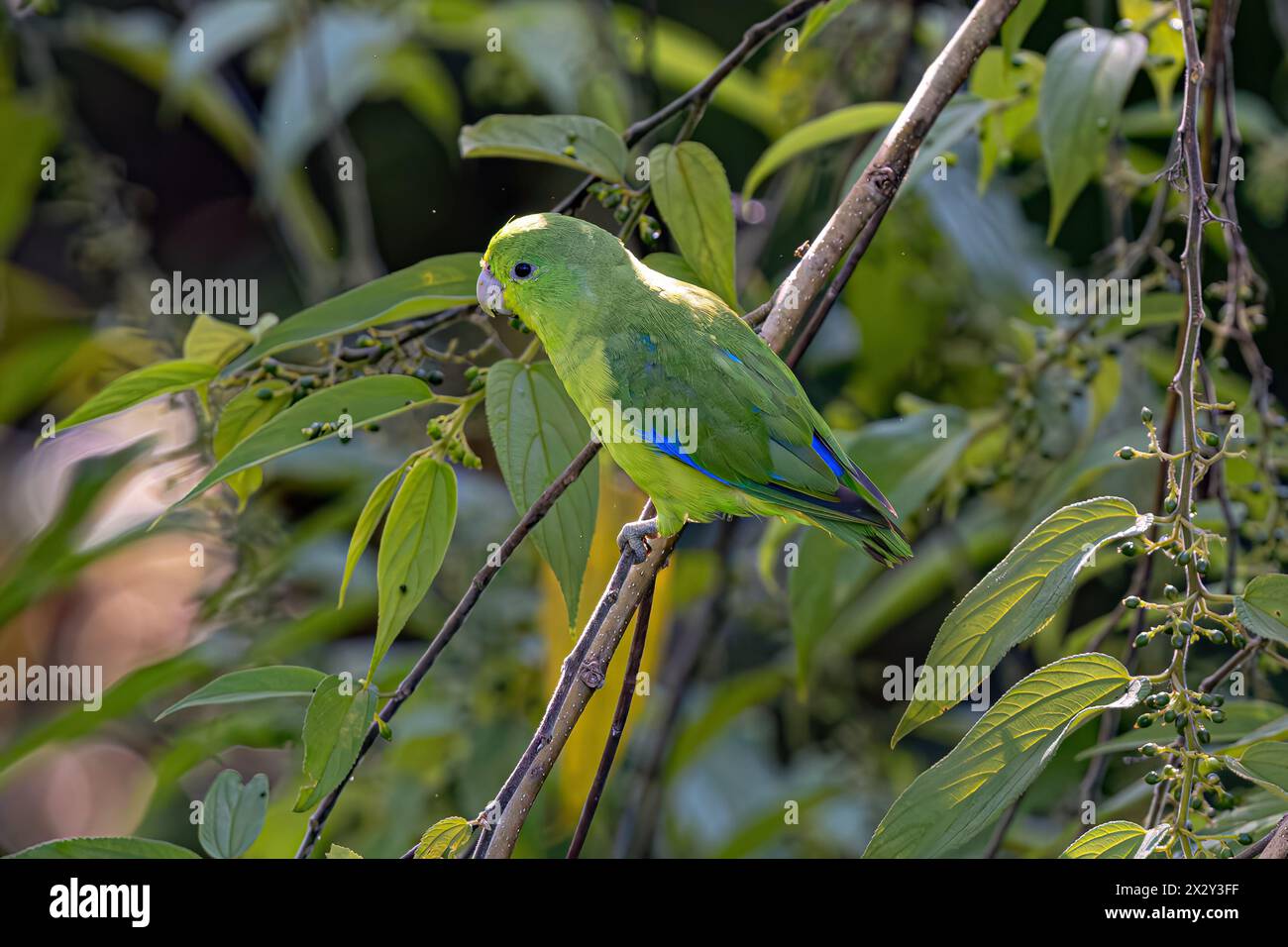 Animal Male Cobalt rumped Parrotlet Bird of the species Forpus xanthopterygius Stock Photo